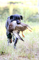 NEUSE RETRIEVER CLUB MAY 2019