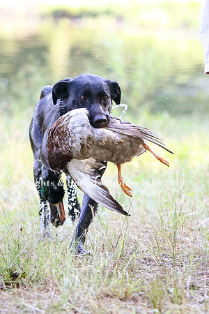 NEUSE RETRIEVER CLUB MAY 2019