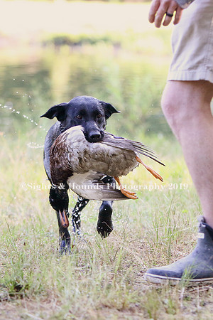 NEUSE RETRIEVER CLUB MAY 2019