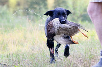 NEUSE RETRIEVER CLUB MAY 2019