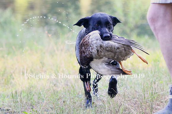 NEUSE RETRIEVER CLUB MAY 2019