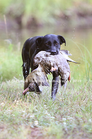NEUSE RETRIEVER CLUB MAY 2019
