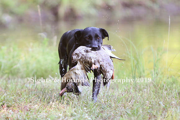 NEUSE RETRIEVER CLUB MAY 2019