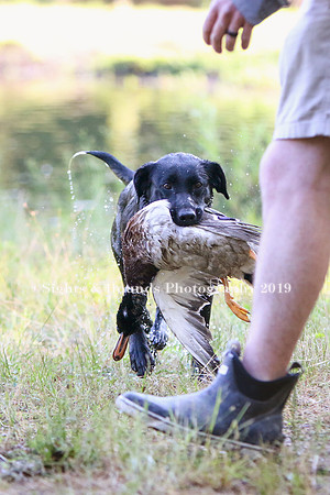 NEUSE RETRIEVER CLUB MAY 2019
