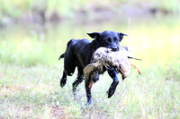 NEUSE RETRIEVER CLUB MAY 2019