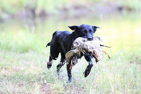 NEUSE RETRIEVER CLUB MAY 2019