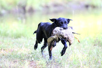 NEUSE RETRIEVER CLUB MAY 2019