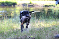NEUSE RETRIEVER CLUB MAY 2019