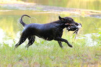 NEUSE RETRIEVER CLUB MAY 2019