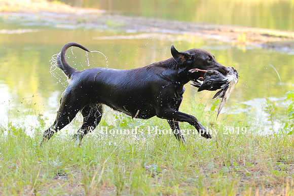 NEUSE RETRIEVER CLUB MAY 2019