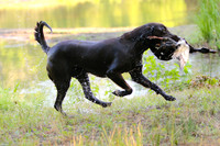 NEUSE RETRIEVER CLUB MAY 2019