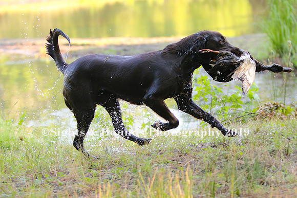 NEUSE RETRIEVER CLUB MAY 2019