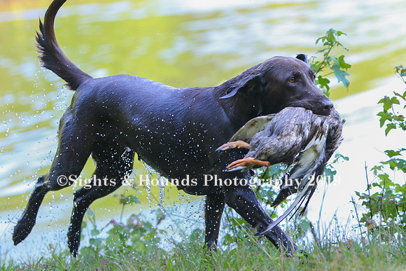 NEUSE RETRIEVER CLUB MAY 2019