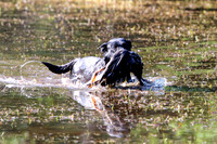 NEUSE RETRIEVER CLUB MAY 2019