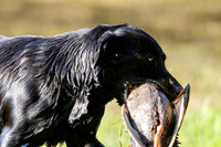 NEUSE RETRIEVER CLUB MAY 2019
