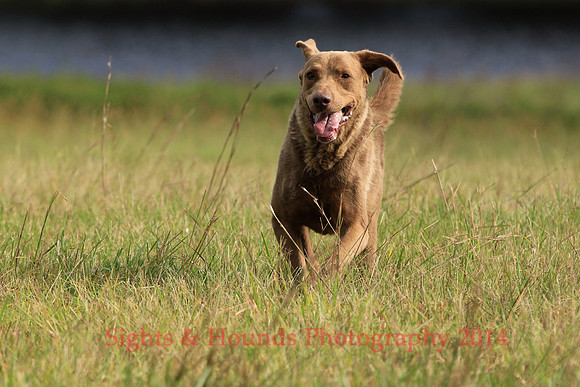SCOUT
