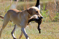 Test Dog with a back up...