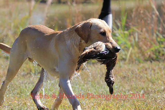 Test Dog with a back up...