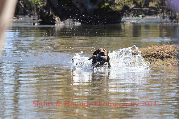 Bird dog Davis