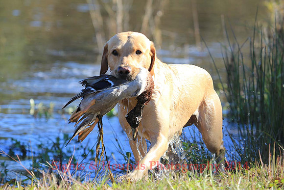 Hunter Caito