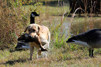 Test Dog with a back up...