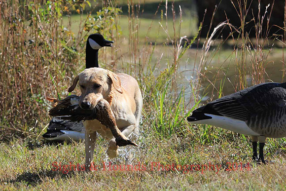 Test Dog with a back up...