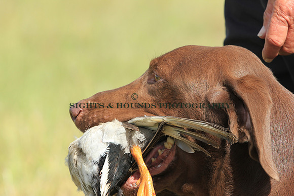 HOSS
