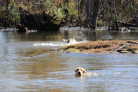 Test Dog with a back up...