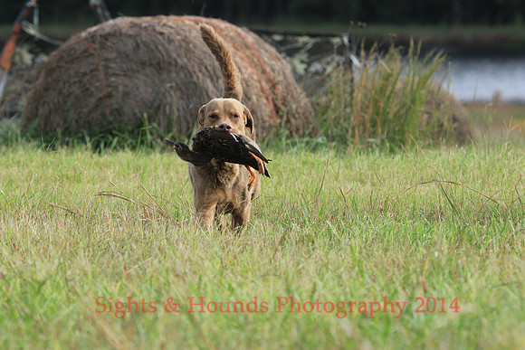 SCOUT