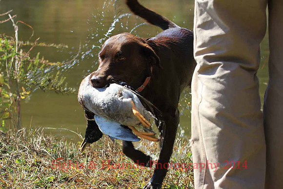 Bird dog Davis