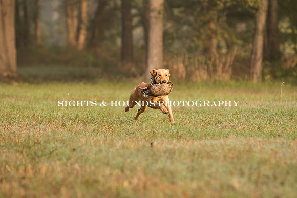 NEUSE RETRIEVER CLUB FALL HUNT TEST 2020