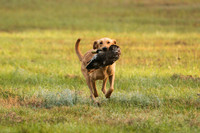 NEUSE RETRIEVER CLUB FALL HUNT TEST 2020