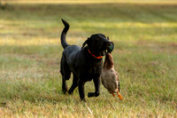 NEUSE RETRIEVER CLUB FALL HUNT TEST 2020