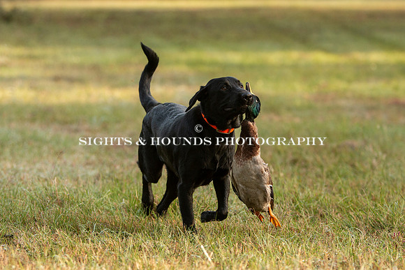 NEUSE RETRIEVER CLUB FALL HUNT TEST 2020