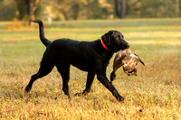 NEUSE RETRIEVER CLUB FALL HUNT TEST 2020