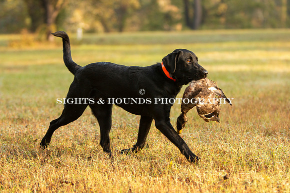 NEUSE RETRIEVER CLUB FALL HUNT TEST 2020