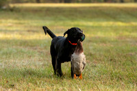 NEUSE RETRIEVER CLUB FALL HUNT TEST 2020