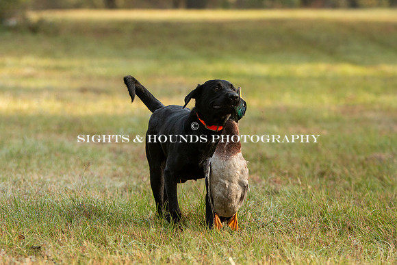 NEUSE RETRIEVER CLUB FALL HUNT TEST 2020
