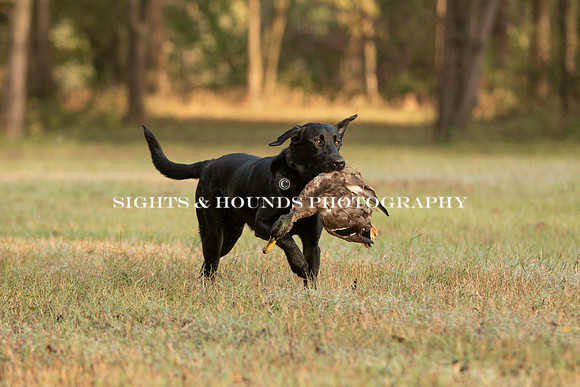 NEUSE RETRIEVER CLUB FALL HUNT TEST 2020