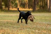 NEUSE RETRIEVER CLUB FALL HUNT TEST 2020