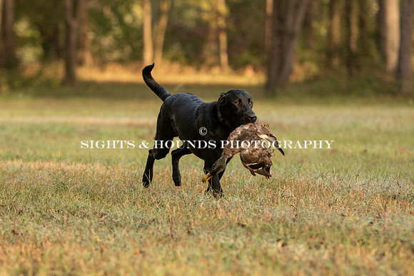 NEUSE RETRIEVER CLUB FALL HUNT TEST 2020