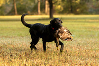 NEUSE RETRIEVER CLUB FALL HUNT TEST 2020