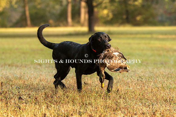 NEUSE RETRIEVER CLUB FALL HUNT TEST 2020
