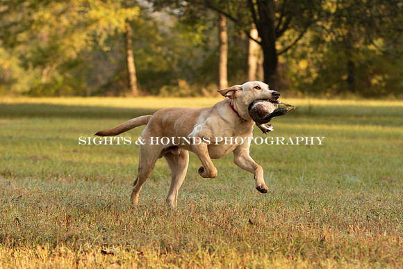 NEUSE RETRIEVER CLUB FALL HUNT TEST 2020
