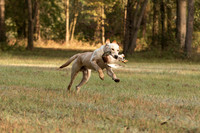 NEUSE RETRIEVER CLUB FALL HUNT TEST 2020