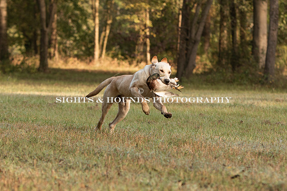 NEUSE RETRIEVER CLUB FALL HUNT TEST 2020