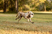 NEUSE RETRIEVER CLUB FALL HUNT TEST 2020