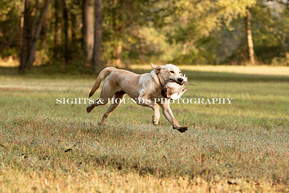NEUSE RETRIEVER CLUB FALL HUNT TEST 2020
