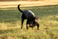 NEUSE RETRIEVER CLUB FALL HUNT TEST 2020