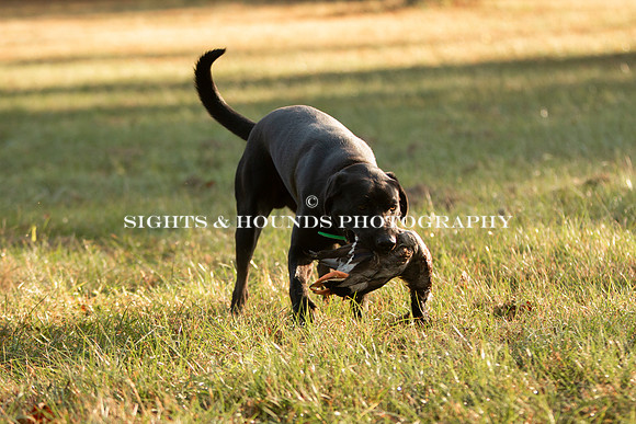 NEUSE RETRIEVER CLUB FALL HUNT TEST 2020